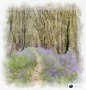 Bluebell Woods 2